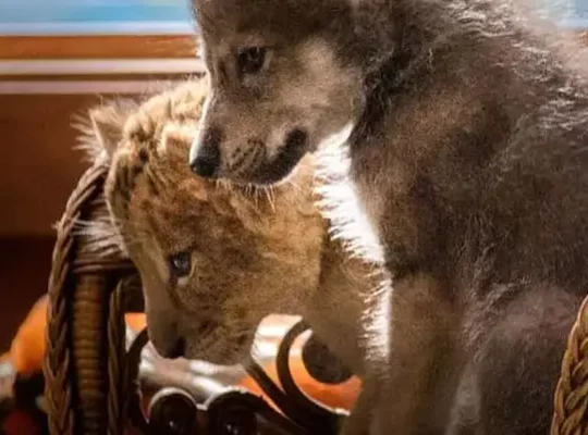 La sélection Paris Mômes de films à voir en famille en VOD avec des enfants : le loup et le lion, à regarder à la maison à partir de 7 ans.