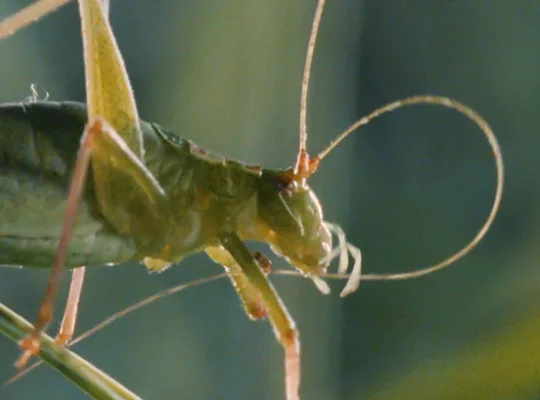 Microcosmos, le peuple de l'herbe un film documentaire à regarder en famille