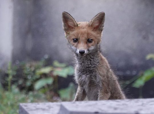 Exposition paris animal au pavillon de l'arsenal