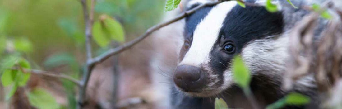 Balade nature en Ile-de-France pour les familles