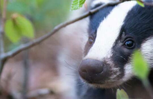 Balade nature en Ile-de-France pour les familles