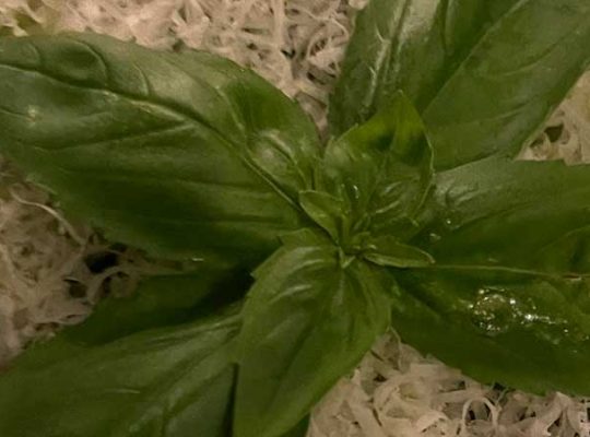 Recette de pâtes au pesto